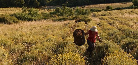 sustainable sourcing l'occitane immortelle fields